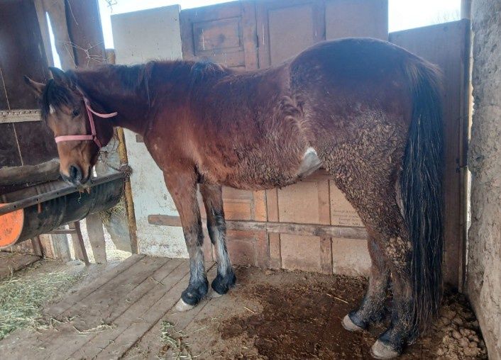 Жылқы еті 2800кг