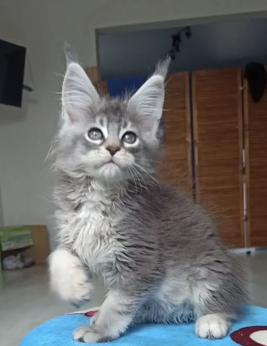 Мейн куун коте мъжко и женско