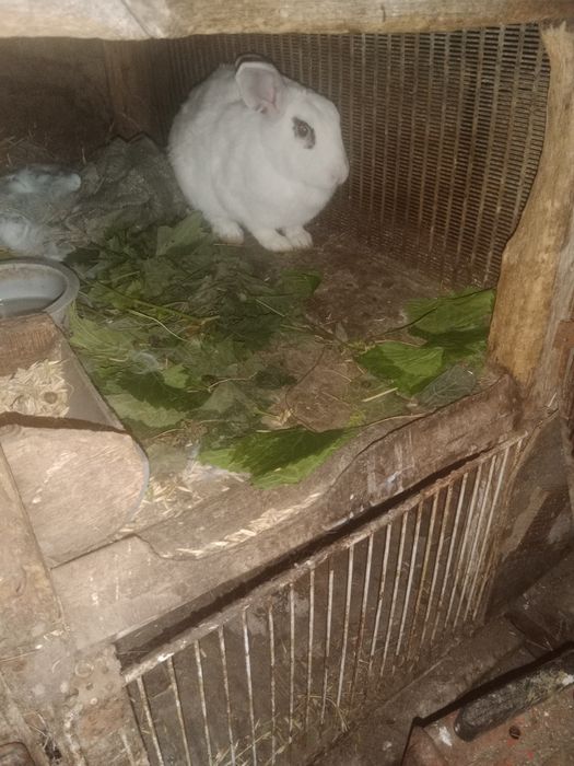 Продам самок  крольчих