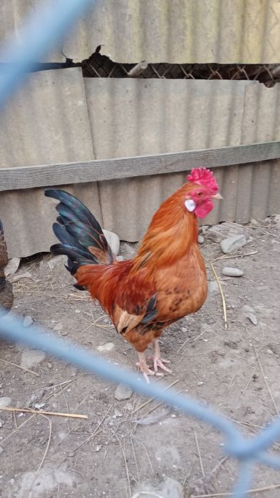 Vând cocoș pitic