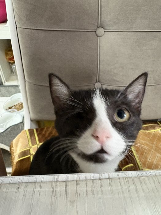 Срочно! В добрые руки!