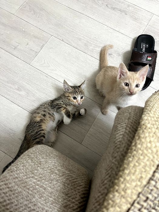 СРОЧНО! Котята в добрые руки