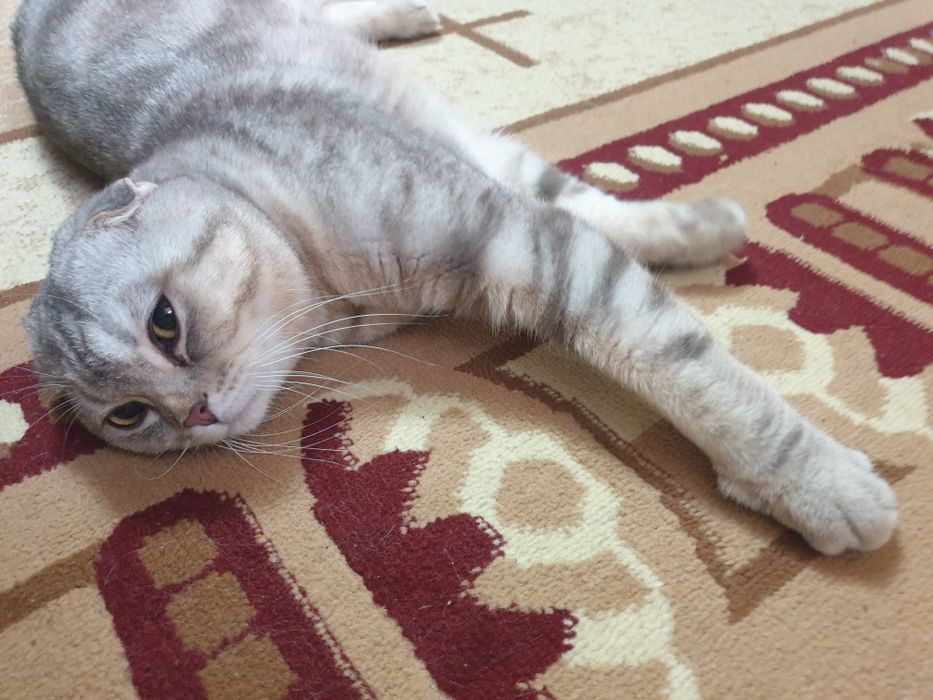 Skottish fold shotlandskiy