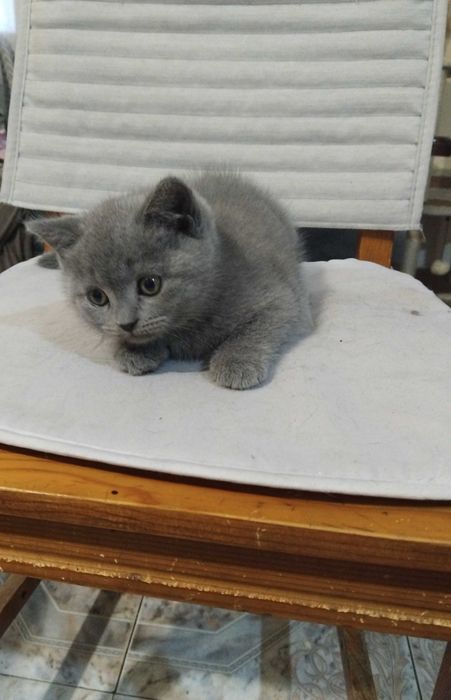 Малки британски котенца