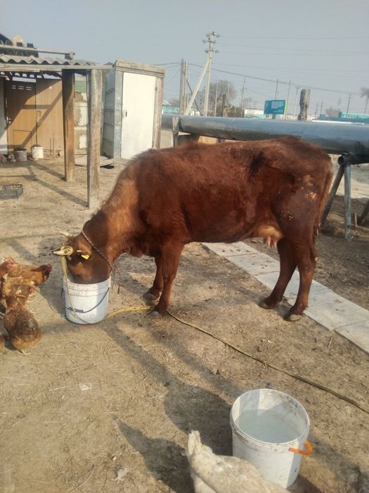 Сиыр сатлат красни степнои