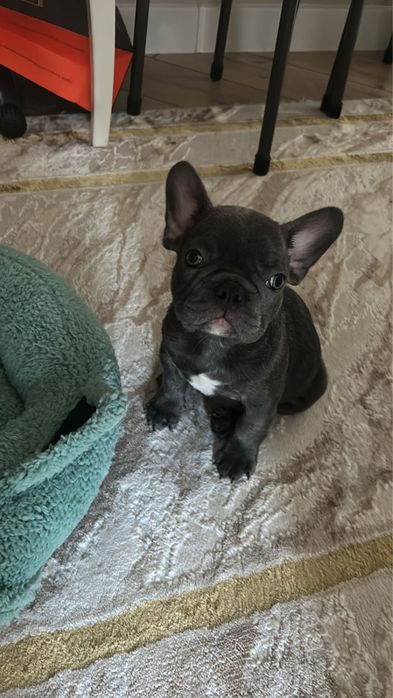 Продам Французский Бульдог
