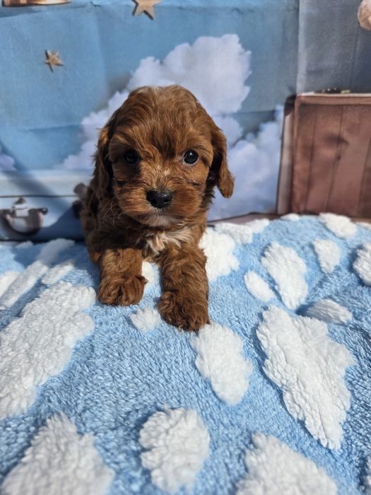 Кавапу момчета /Cavapoo