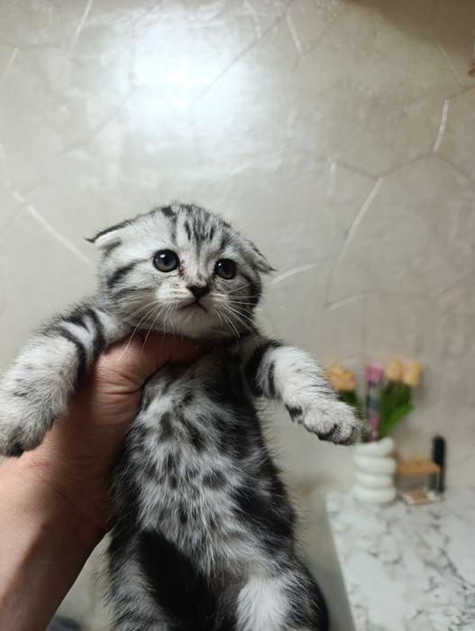 Шотланские вислоухие