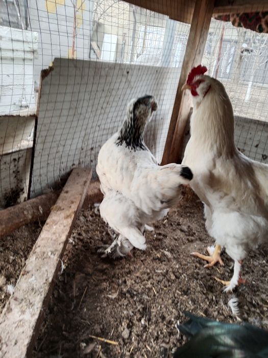 Курочка брама молодая