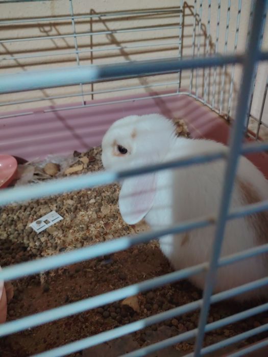 Kuyun krolik dekarativ ogil bola sotiladi