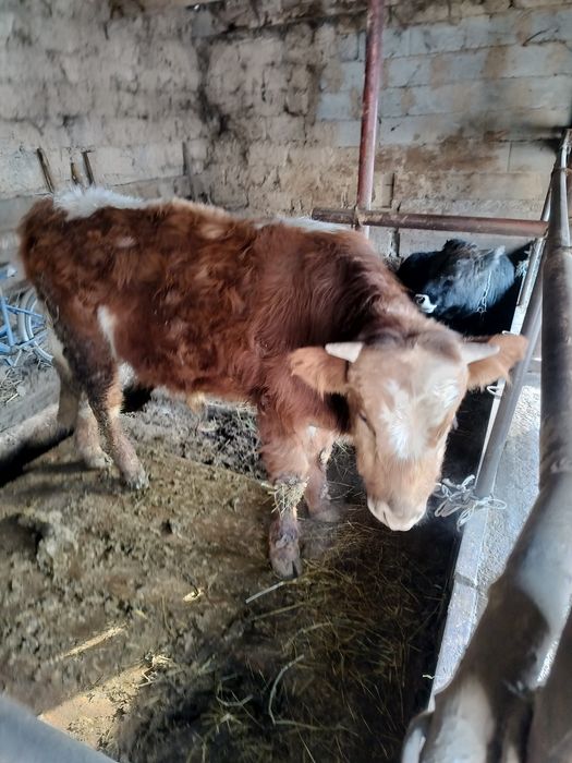 Бычки годовалые.