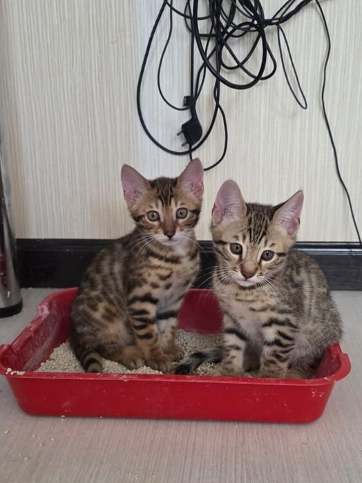 Бенгальский котенок, мальчик