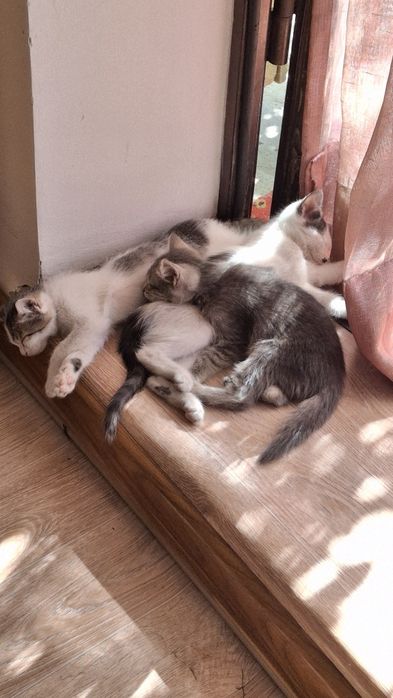 Котята (мальчики)