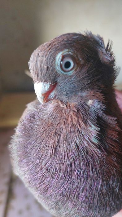 Голуби  Кептер  красный чубатый самец