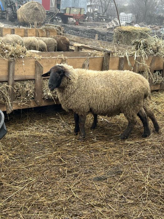 Berbeci de vanzare sau schimb