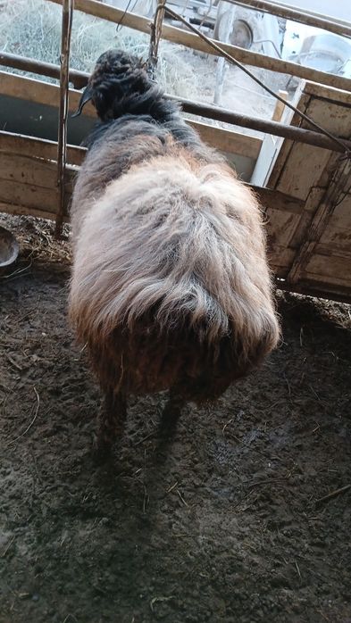 Кучкор сотилади, соглом, емланиб турибди.