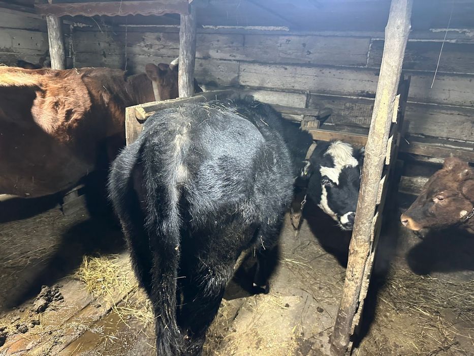 Продам корову стельная