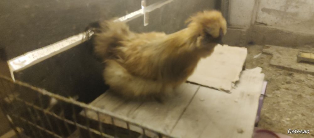 Gaini Mătase Japoneză