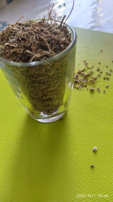 Продам семена укропа, гороха, салата, тыквы.