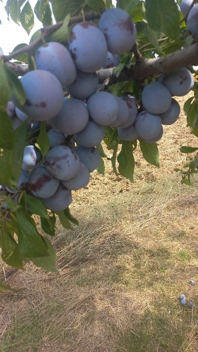 Strugurii capsunica parfumata de vânzare și prune pt țuică!!!