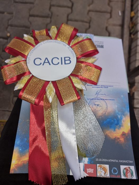 ротвейлер 4 года,девочка.