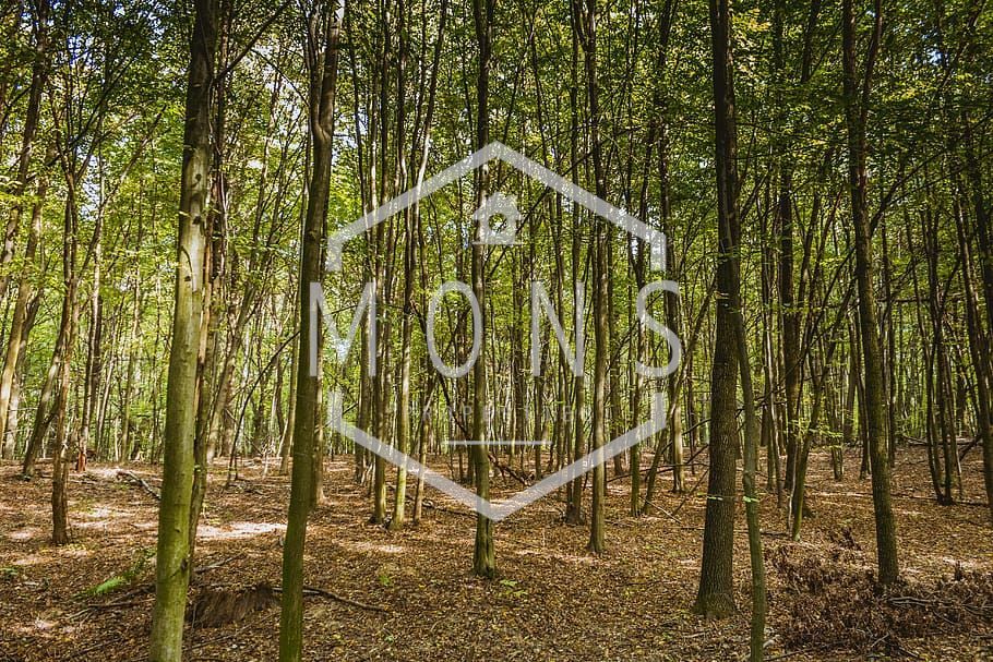 Парцел в Велико Търново, област-с.Самоводене площ 44000 цена 23900