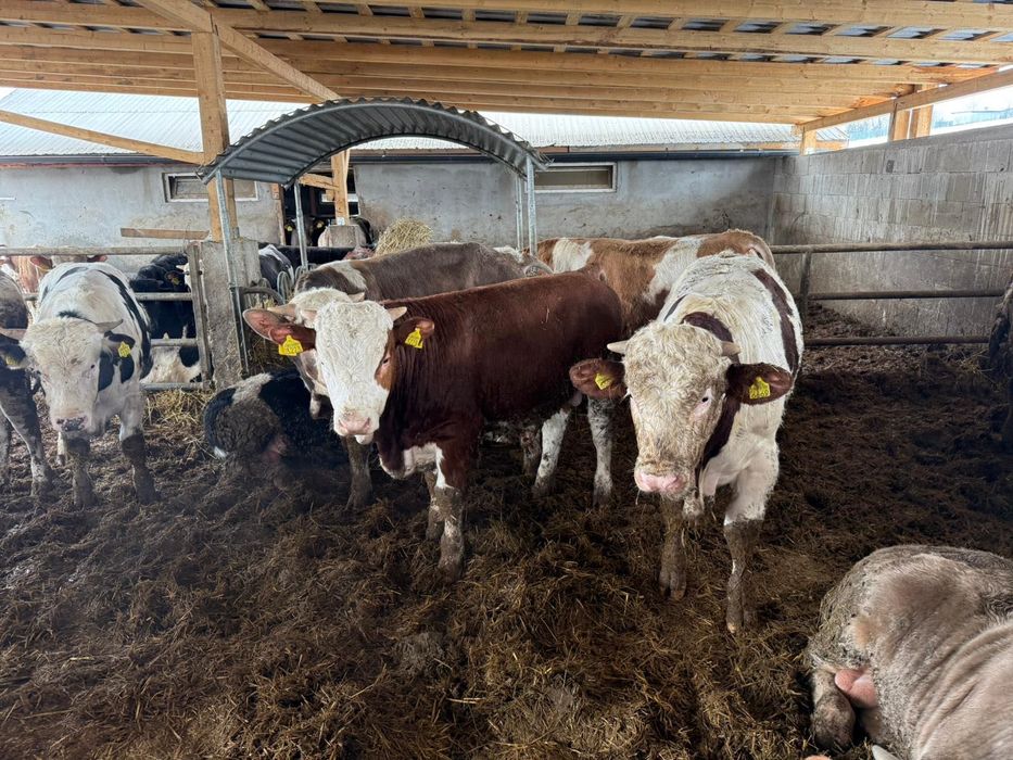 Tauri și vitele de vânzare