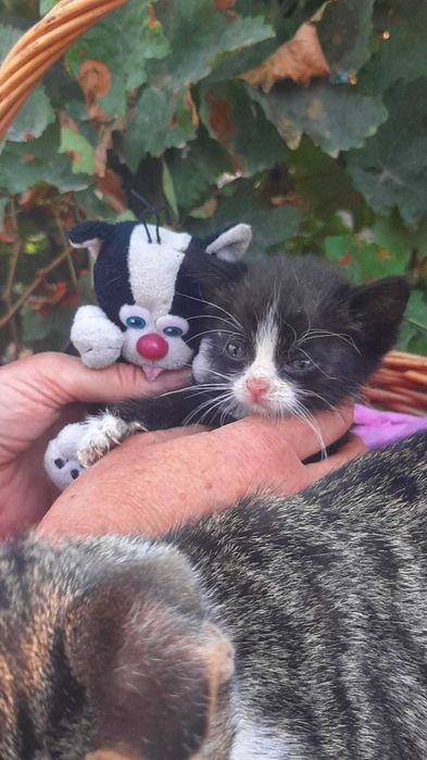 Котята в добрые руки с доставкой