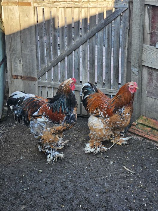 Cocos brahma portelan