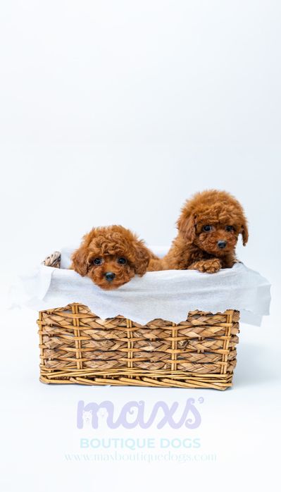 Той Пудел [Toy Poodle]