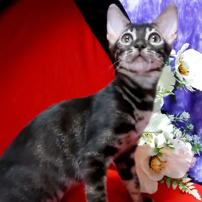Lux Bengal cats. ЧЕРНЫЕ бенгалы