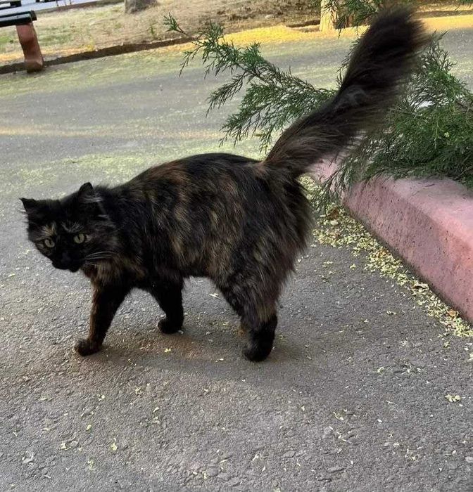 Ценит уют и внимание, 4 года, стерилизована, привита, паспорт.