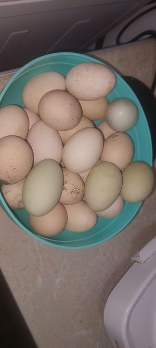 Инкубационные яйца