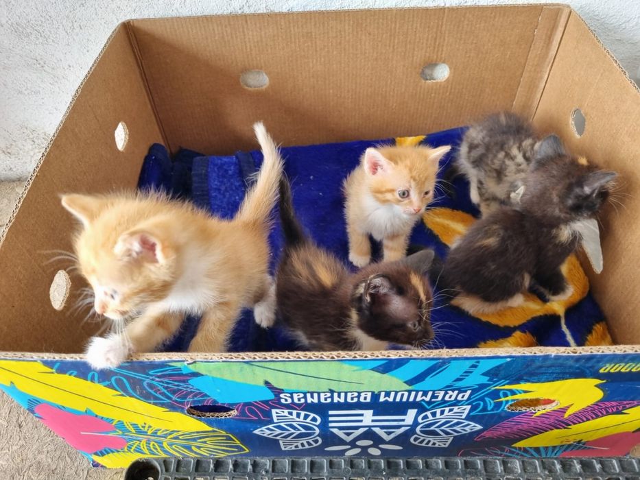 Котенок в добрые руки