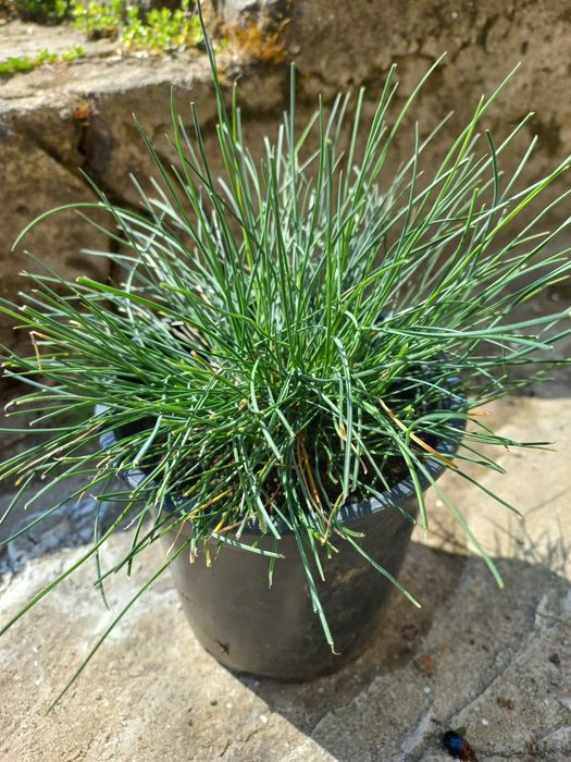 Фестука (Festuca glauca)