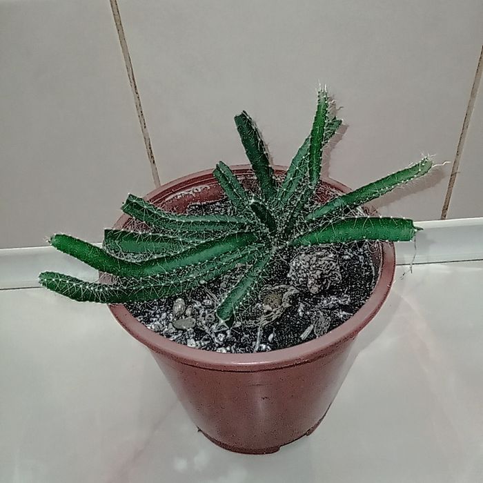 Продам комнатные растения