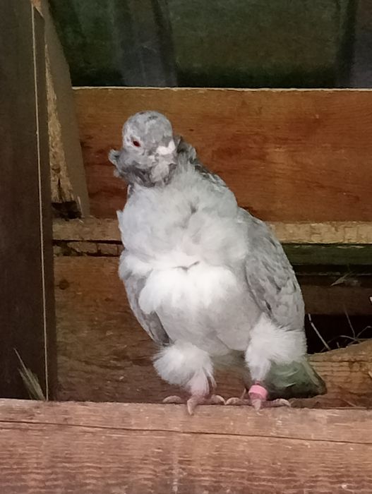 Продам чяек парами .