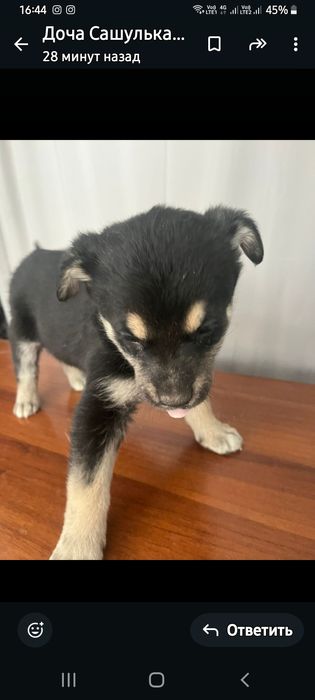 Щенкам нужна семья!