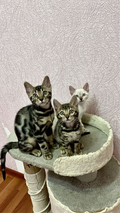 Элитные бенгальские котята!