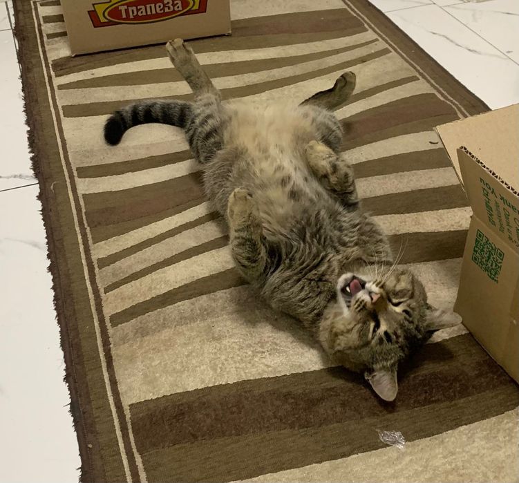 Молодой кот в добрый руки