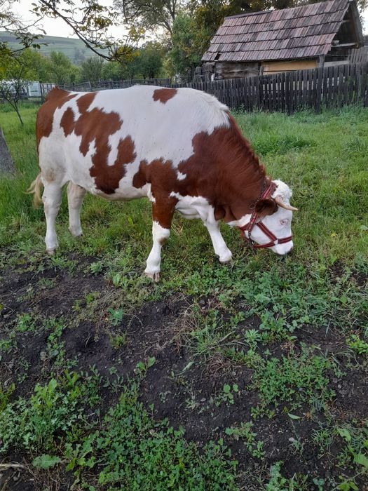 Vând Juninca  Balțata Românească