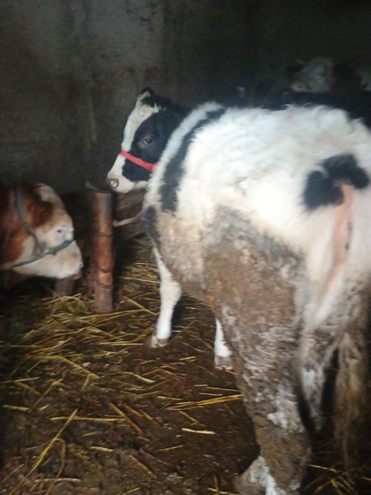 Vând 2 vitele bune de sămânță