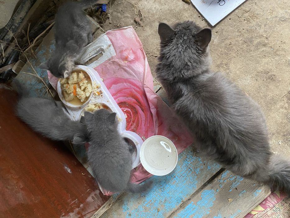 Отдам даром котята