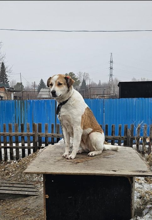 Отдам собаку  крупную, 1 год