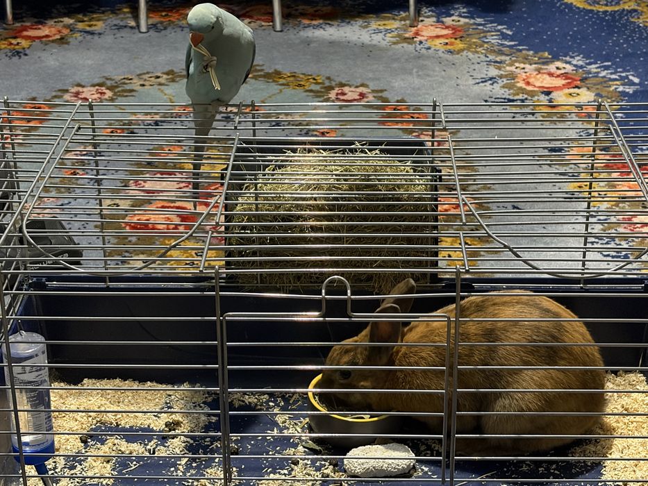 papagal micul alexandru