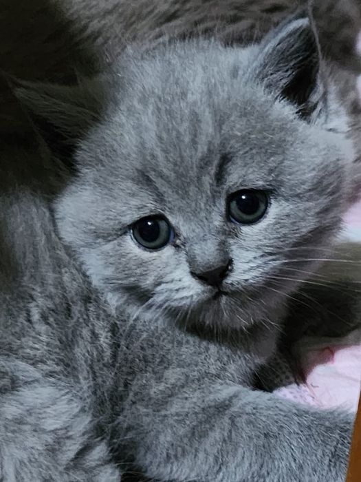 Шотландская скотиш хайлент страйт