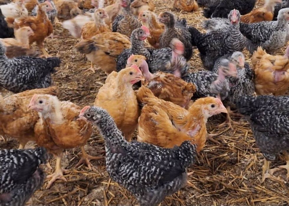 Pui de carne şi de rasă mixtă