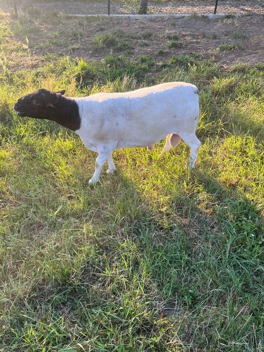 Vand /Schimb berbec Dorper in varsta de 4 ani import Ungaria