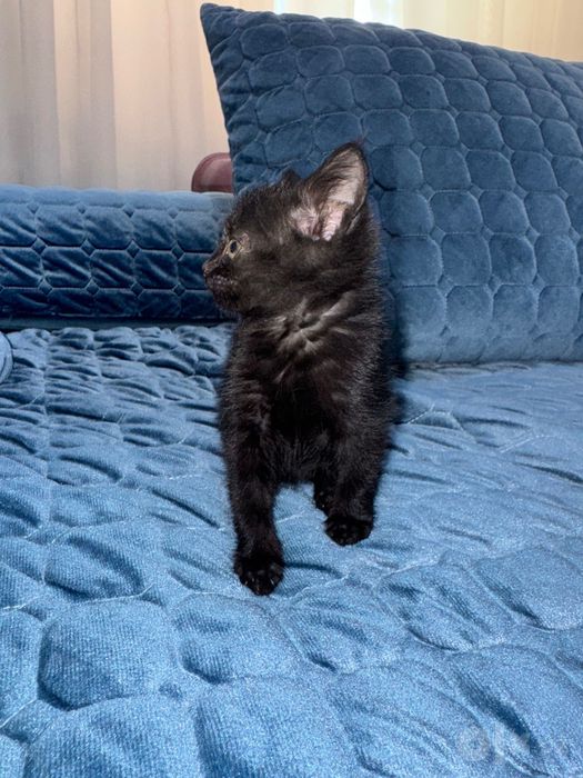 Отдам котенка девочка