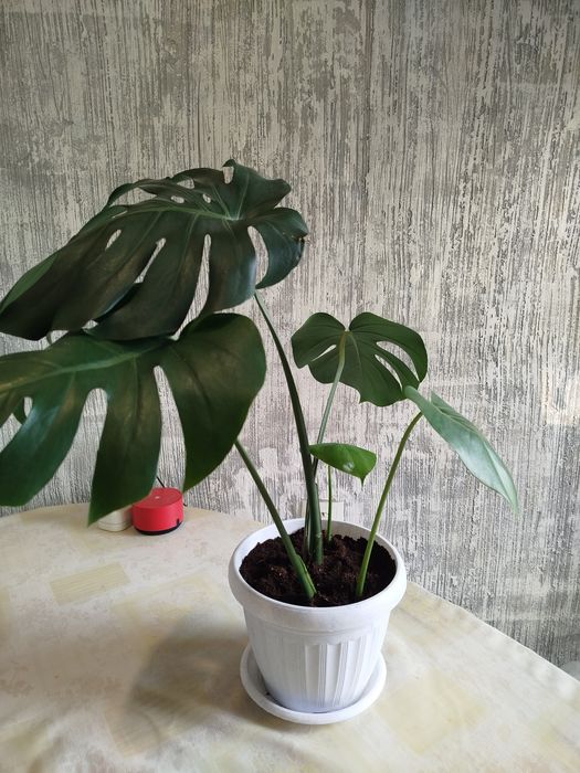 Монстера растение комнатное